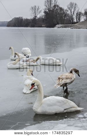 Mute swans, Cygnus olor, on frozen river Tisa near Becej in cloudy winter day. Icebound swans