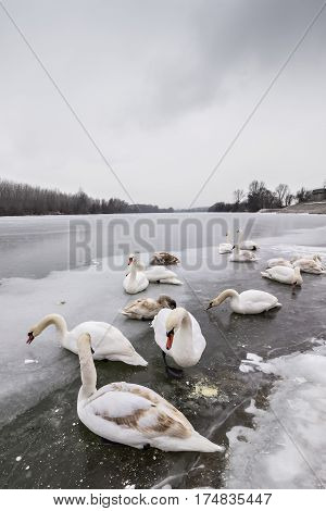 Mute swans, Cygnus olor, on frozen river Tisa near Becej in cloudy winter day. Icebound swans