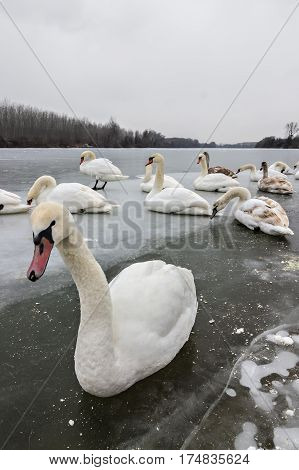 Mute swans, Cygnus olor, on frozen river Tisa near Becej in cloudy winter day. Icebound swans