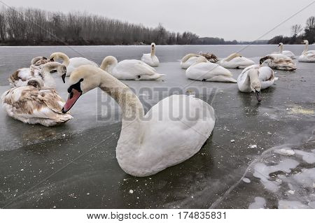 Mute swans, Cygnus olor, on frozen river Tisa near Becej in cloudy winter day. Icebound swans