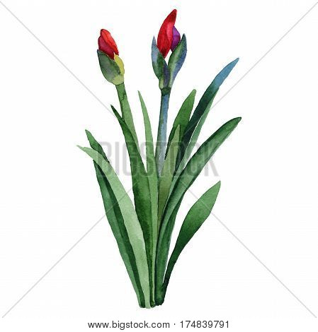 Wildflower amarillis flower in a watercolor style isolated. Full name of the plant: amarillis. Aquarelle wild flower for background, texture, wrapper pattern, frame or border.