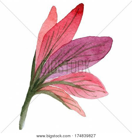 Wildflower amarillis flower in a watercolor style isolated. Full name of the plant: amarillis. Aquarelle wild flower for background, texture, wrapper pattern, frame or border.