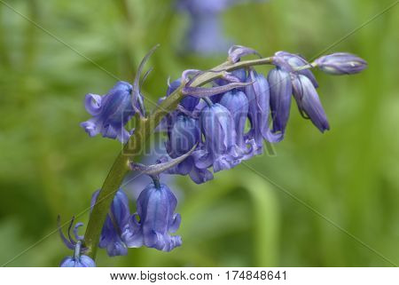Close-up of single stem of English bluebell flowers Hyacinthoides non-scripta
