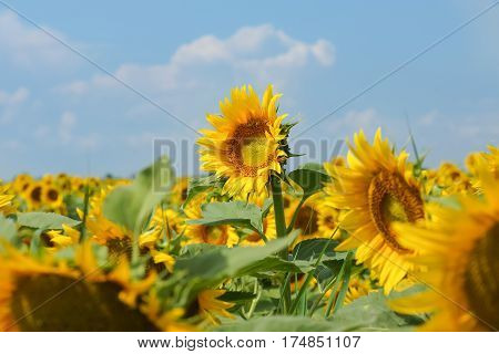 One towering above the other tall sunflower - Helianthus annuus or Sunflower oil (lat. Helianthus annuus) with blue sky background