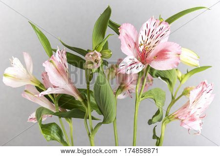 Bright, fresh and beautiful pale pink colored textured petals enjoying the light. alstroemeria flower up close grey background
