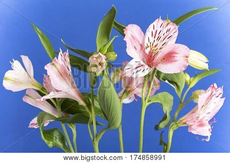 Bright, fresh and beautiful pale pink colored textured petals enjoying the light. alstroemeria flower up close