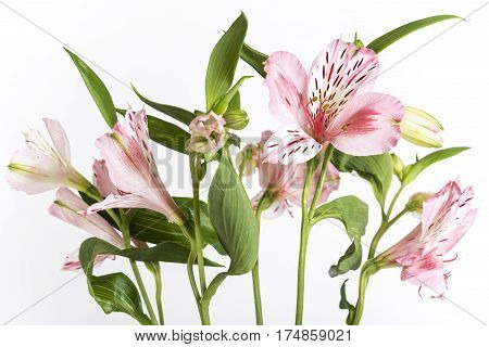 Bright, fresh and beautiful pale pink colored textured petals enjoying the light. alstroemeria flower up close white background