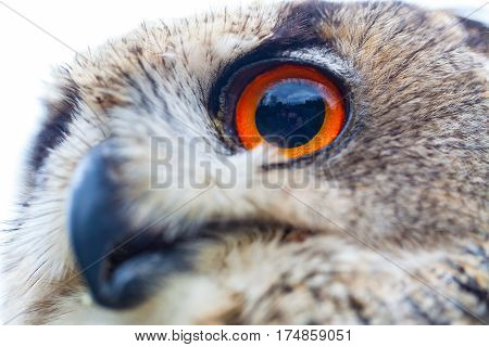 Close up photo of a Horned Owl or Eagle owl (Buto buto) (bubo)