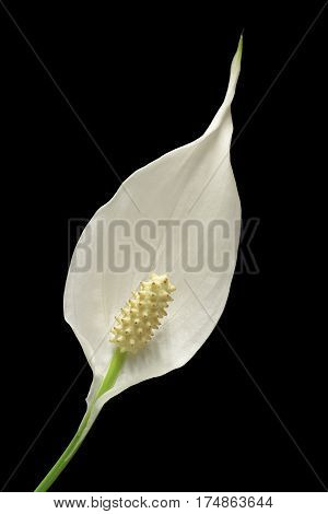 diagonal view of a flower of peace lily plant on black background