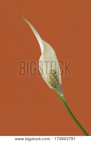 diagonal view of a flower of peace lily plant on orange background