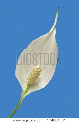 diagonal view of a flower of peace lily plant on blue background