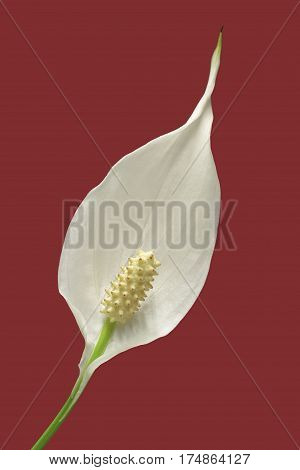diagonal view of a flower of peace lily plant on red background