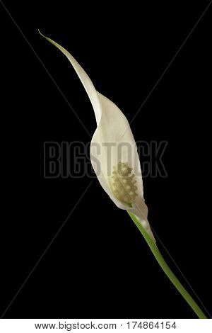 diagonal view of a flower of peace lily plant on black background