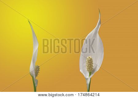 Two flowers of peace lily houseplant on a gradient background in yellow and orange
