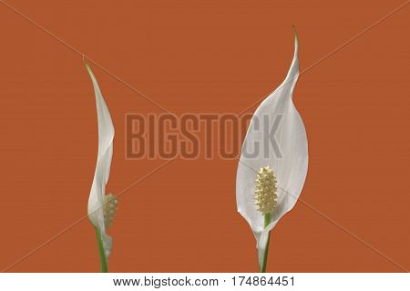 two flowers of peace lily houseplant on orange background