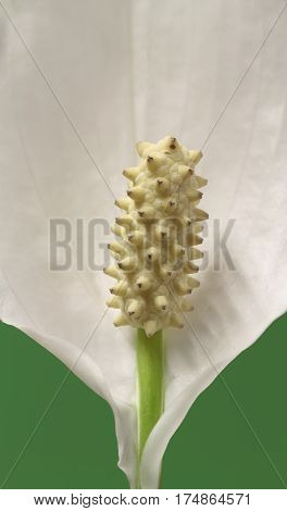 macro photography of peace lily flower with the seeds on foreground