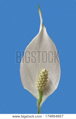 foreground of a flower of peace lily plant on blue background