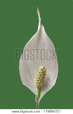 foreground of a flower of peace lily plant on green background