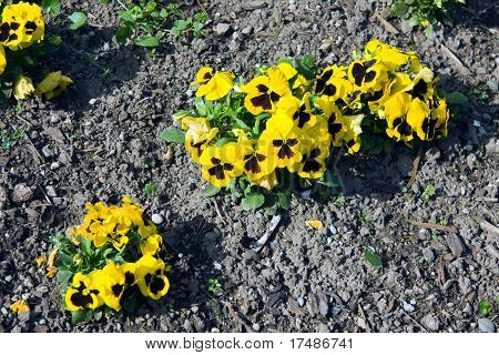 Viola tricolor maceška, záhonu, zblízka střílel