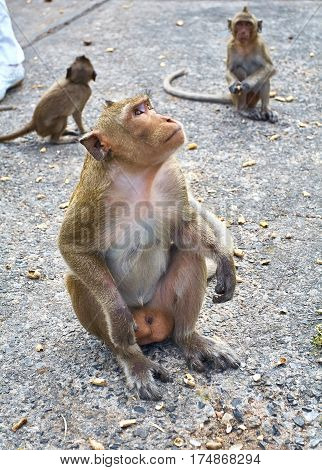 Monkey comical on the rocks funny close-up Thailand