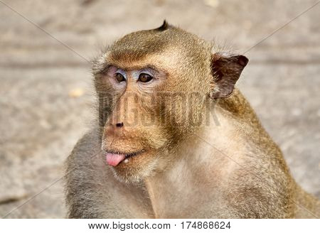 Monkey comical on the rocks funny close-up Thailand