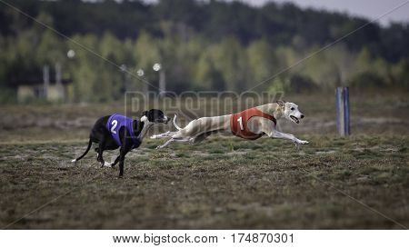 Whippet Dog Running. Coursing, Passion And Speed