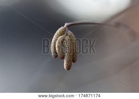 Male flowers of a common hazel (Corylus avellana)
