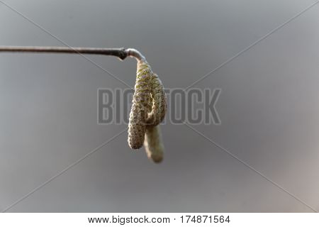 Male flowers of a common hazel (Corylus avellana)