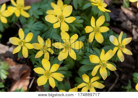 Yellow flowers of winter aconite (Eranthis hyemalis).