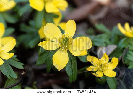 Yellow flowers of winter aconite (Eranthis hyemalis).