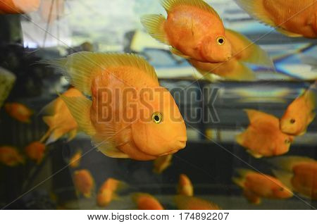 closeup orange parrot fish in the aquarium