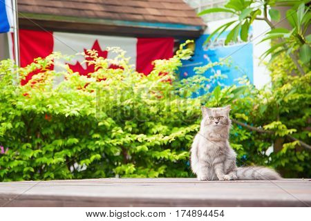 Fluffy cat sitting opposite of a green hedge and canadian flag