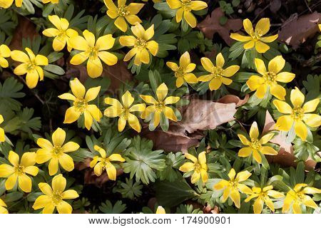 Yellow flowers of winter aconite (Eranthis hyemalis).