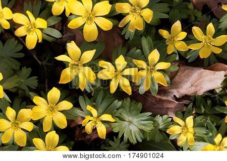 Yellow flowers of winter aconite (Eranthis hyemalis).