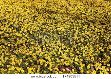 A field of flowers of winter aconite (Eranthis hyemalis)