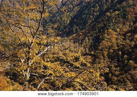 Autumn yellow Carpinus tschonoskii tree leaves in front of forest