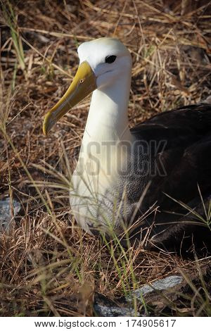 Closeup of waved albatross with large yellow bill resting on her nest on Espanola in the Galapagos Islands, Ecuador