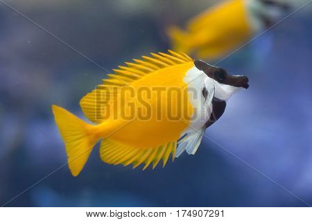 Foxface rabbitfish (Siganus vulpinus). Tropical fish.