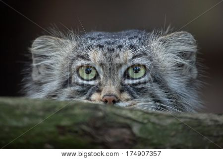Pallas's cat (Otocolobus manul), also known as the manul. 