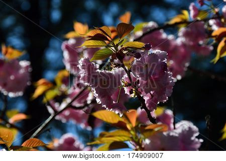 Pink flower of a wild cherry on a branch
