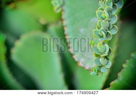 Close up of young  Kalanchoe pinnata plant