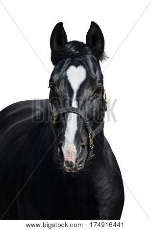 Black horse with heart mark. Unigue and rare colored. Isolated on white.