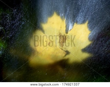 Maple Leaf In Shinning Drops Of Stream. Drops Lightpainting.