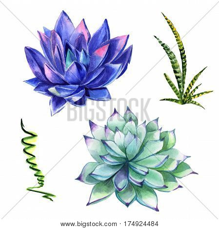 Wildflower succulentus flower in a watercolor style isolated. Full name of the plant: succulentus. Aquarelle wild flower for background, texture, wrapper pattern, frame or border.
