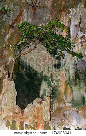 Exotic tree grows on a beautiful multi-colored rock.