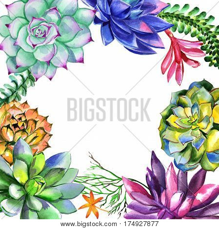 Wildflower succulentus flower frame in a watercolor style isolated. Full name of the plant: succulentus. Aquarelle wild flower for background, texture, wrapper pattern, frame or border.