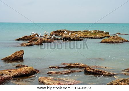 Gaviotas.