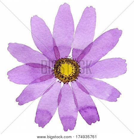 Wildflower kosmeya flower in a watercolor style isolated. Full name of the plant: kosmeya. Aquarelle wild flower for background, texture, wrapper pattern, frame or border.