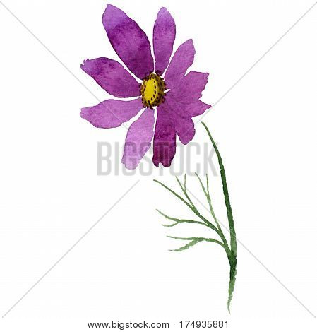 Wildflower kosmeya flower in a watercolor style isolated. Full name of the plant: kosmeya. Aquarelle wild flower for background, texture, wrapper pattern, frame or border.