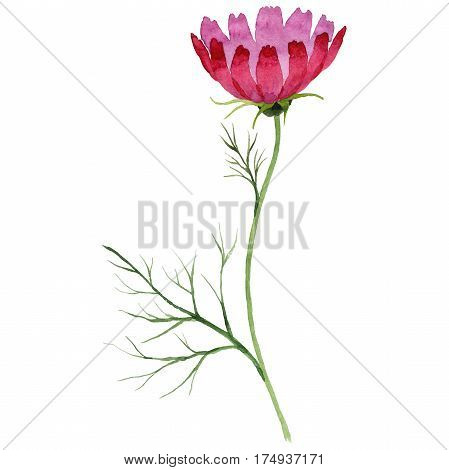 Wildflower kosmeya flower in a watercolor style isolated. Full name of the plant: kosmeya. Aquarelle wild flower for background, texture, wrapper pattern, frame or border.